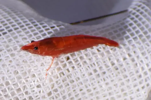 กุ้งเชอร์รี่สีแดงโตเต็มวัยคลานบนตาข่ายสีขาว