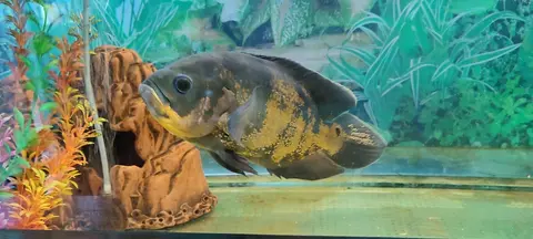 Oscar belang kuning hitam di akuarium dengan gua hiasan
