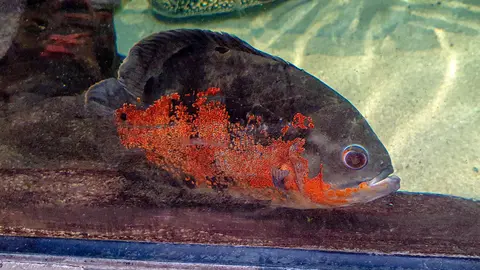 Oscar merah hitam jarak dekat di akuarium kaca