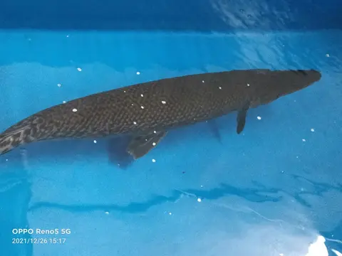Ikan aligator