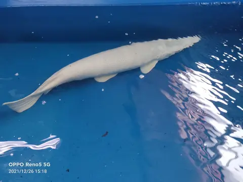 Ikan aligator