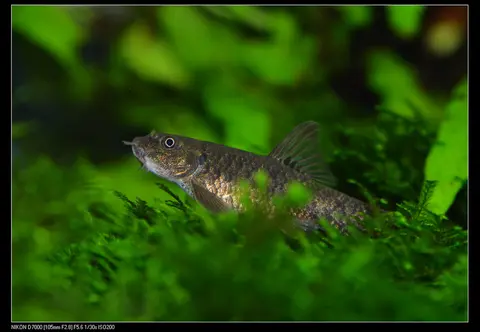 Ikan Dokter