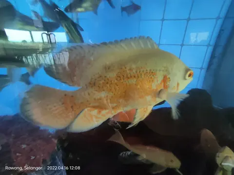 Oscar oranye merah berenang di akuarium besar
