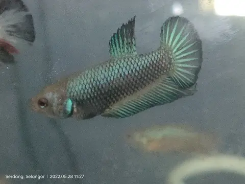 Cupang hijau metalik di akuarium