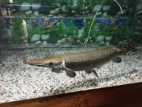 Ikan aligator