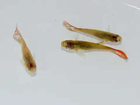 Tiga guppy di latar putih, satu berekor bertepi merah