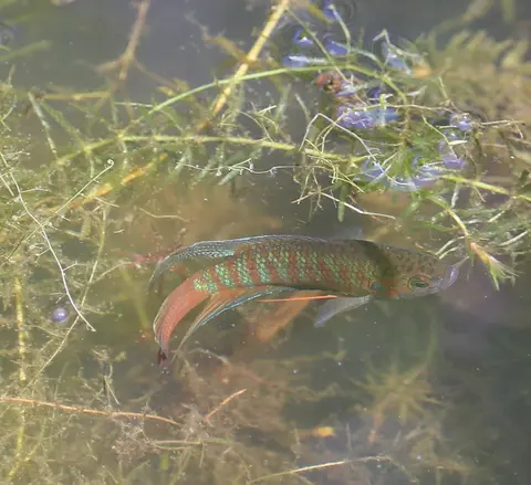 Ikan Paradise bergaris biru merah berenang di antara tanaman air di akuarium