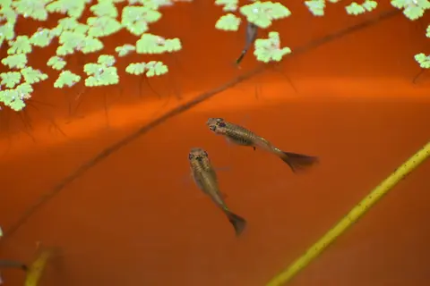 Dua guppy betina berenang di bawah tanaman apung di akuarium berlatar oranye
