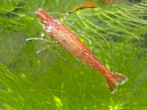 กุ้งเชอร์รี่สีแดงในตู้ไม้น้ำท่ามกลางสาหร่ายสีเขียว