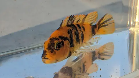 Cá zebra đỏ dạng cam vằn đen nhìn chính diện