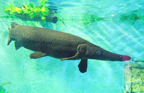 Ikan aligator