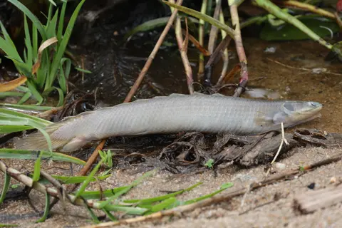 Polypterus Senegal