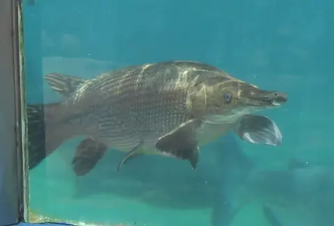 Ikan aligator