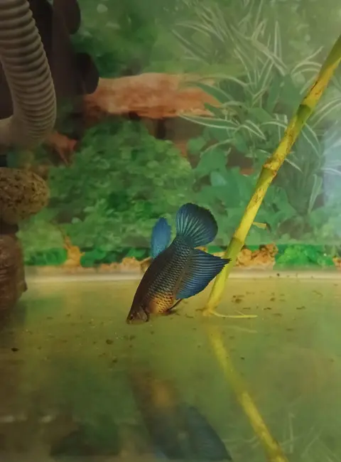 Cupang liar biru kecokelatan di akuarium bertanaman