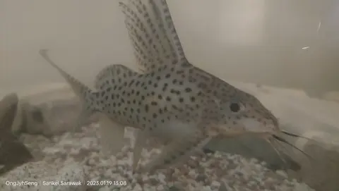 Synodontis Eupterus
