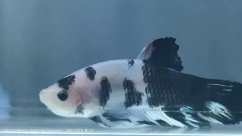 Cupang betina koi putih hitam di akuarium
