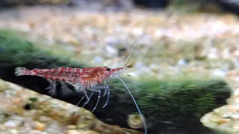 กุ้งเชอร์รี่สีแดงคลานบนพื้นกรวดในตู้ไม้น้ำ