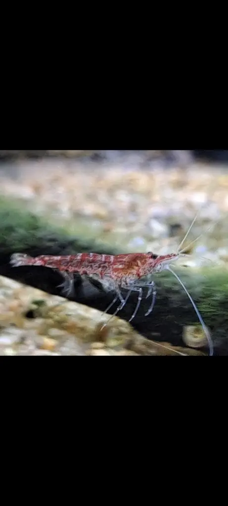 กุ้งเชอร์รี่สีแดงมองจากด้านข้าง หนวดยาว ในตู้เลี้ยง