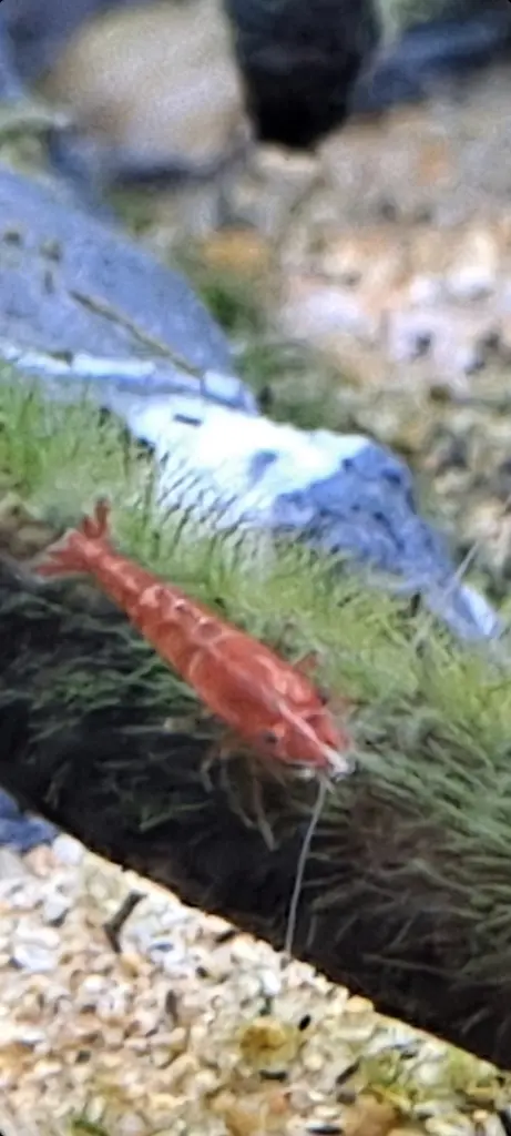 กุ้งเชอร์รี่สีแดงคลานบนมอสสีเขียวในตู้