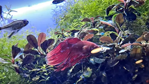 Cupang jantan merah berenang di antara tanaman air