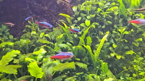 ปลาคาร์ดินัลเตตร้าว่ายในตู้ไม้น้ำที่มีต้นไม้สีเขียวมาก