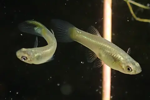 Dua guppy betina bertubuh kuning pucat berenang di akuarium