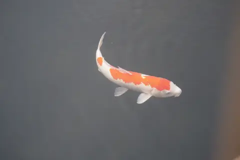 Cá koi Kohaku trắng đốm đỏ bơi trong ao