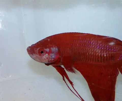 Cupang jantan merah cerah, foto close-up