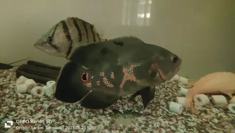 Oscar berwarna gelap berbintik merah di akuarium kaca, ada ikan lain di sampingnya