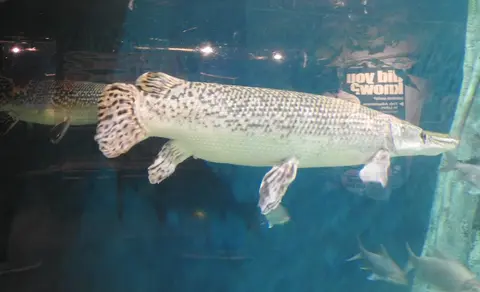 Ikan aligator