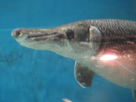 Ikan aligator