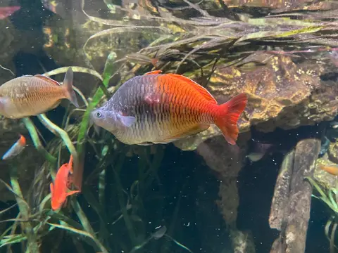 ปลาเรนโบว์โบสมานี