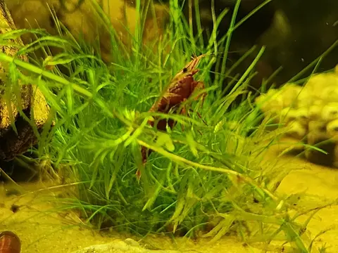กุ้งเชอร์รี่สีแดงเกาะบนกอหญ้าน้ำในตู้