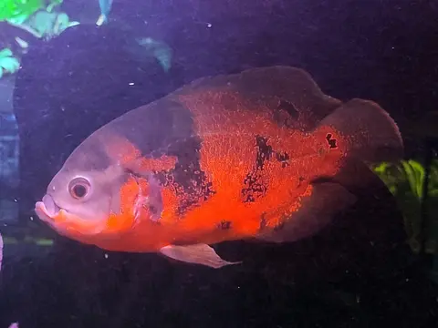 Oscar merah oranye berenang di akuarium pemeliharaan berdasar gelap