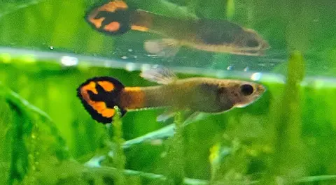 Dua guppy jantan berekor oranye hitam di akuarium tanaman air