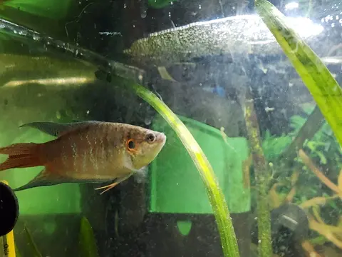 Ikan Paradise bersirip merah oranye berenang dekat tanaman air di akuarium