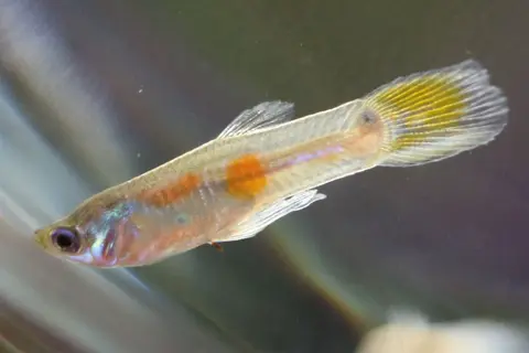 Guppy jantan berekor kuning berbadan oranye berenang di akuarium