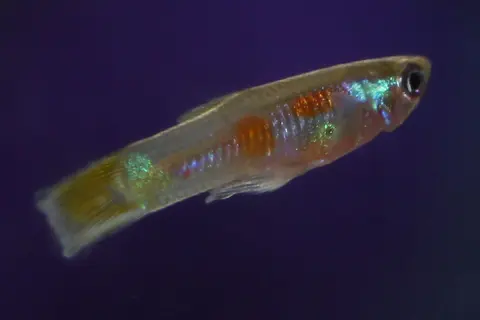 Guppy jantan berbadan mengilap berbintik oranye, latar gelap