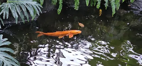 ปลาคาร์ป