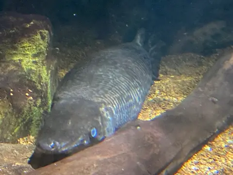 Ikan aligator