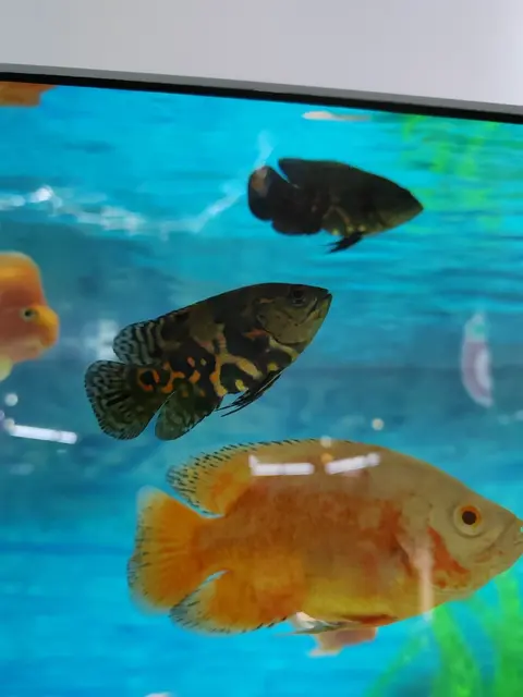 Oscar bentuk liar bergaris hitam berenang di akuarium berair biru