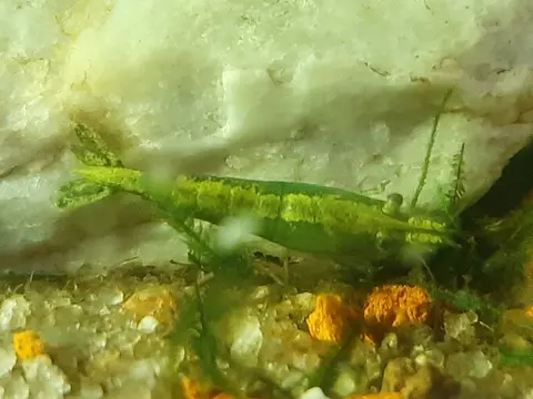 กุ้งเชอร์รี่สีเขียวธรรมชาติคลานอยู่บนหินในตู้