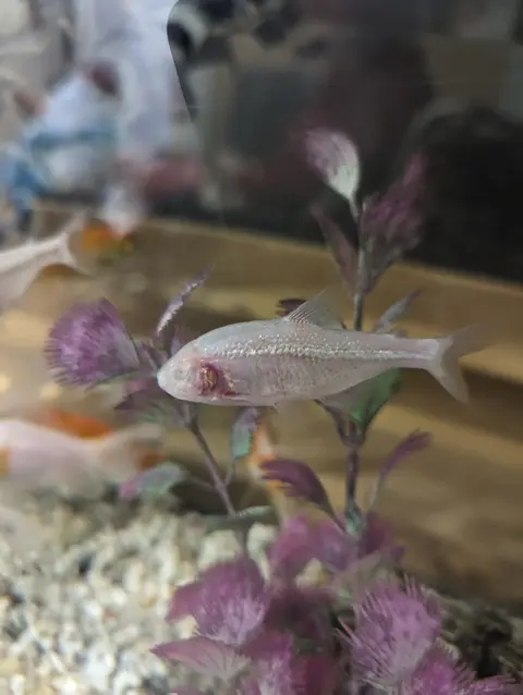 Blind Cave Tetra