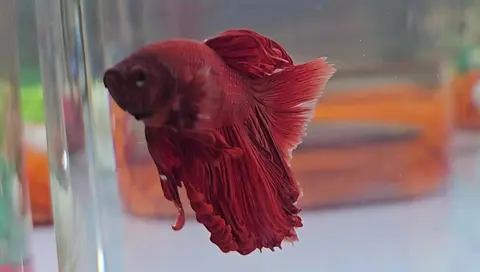 Cupang jantan merah tua berekor panjang di akuarium