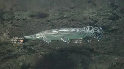 Ikan aligator