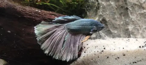 Cupang jantan berekor panjang biru keabuan di atas dasar pasir