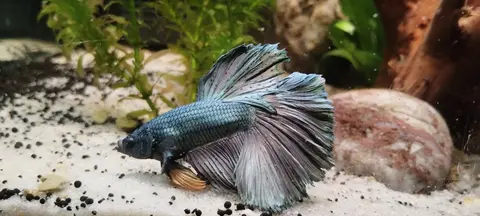 Cupang jantan biru berekor half moon di atas dasar pasir