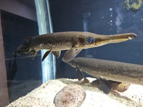 Ikan aligator