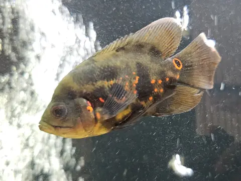 Oscar belang oranye hitam berenang di akuarium
