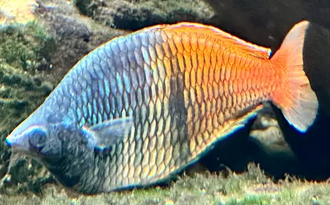 ปลาเรนโบว์โบสมานี